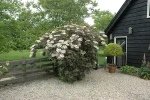 Sambucus nigra 'Guincho Purple' - 10 Ltr pot - image 2