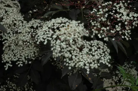 Sambucus nigra 'Guincho Purple' - 10 Ltr pot - image 2