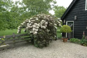 Sambucus nigra 'Guincho Purple' - 80-100 CM C10 - image 2