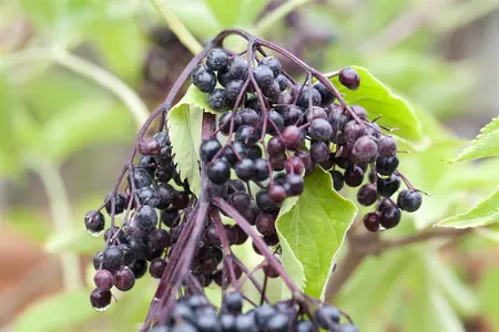 Sambucus nigra 'Haidegg' - 2 Ltr pot