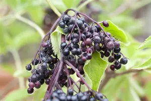 Sambucus nigra 'Haidegg' - 2 Ltr pot