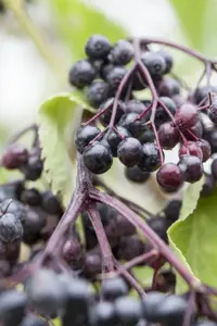 Sambucus nigra 'Haschberg' - 2 Ltr, 3 canes - image 3