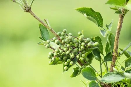 Sambucus nigra 'Haschberg' - 2 Ltr, 3 canes - image 4