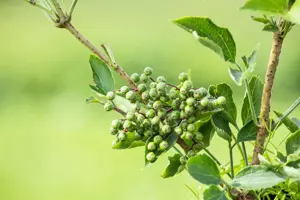 Sambucus nigra 'Haschberg' - 2 Ltr, 3 canes - image 4