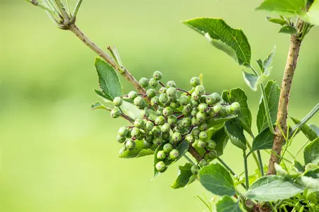 Sambucus nigra 'Haschberg' - 125-150 CM C20 - image 3