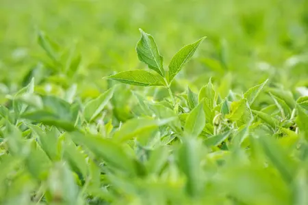 Sambucus nigra 'Haschberg' - 100 CM STEM C10 - image 5