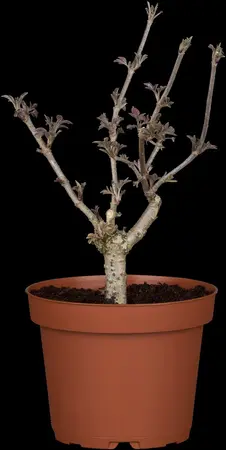 Sambucus nigra 'Haschberg' - 150-175 CM C15 - image 2
