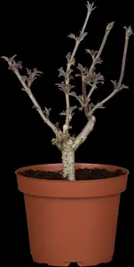 Sambucus nigra 'Haschberg' - 150-175 CM C15 - image 2