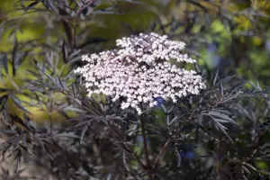 Sambucus nigra 'Sambu' - P9 - image 5