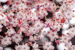 Sambucus nigra 'Thundercloud' - 3 Ltr pot - image 2