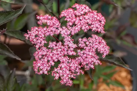 Sambucus nigra 'Thundercloud' - 3 Ltr pot - image 3