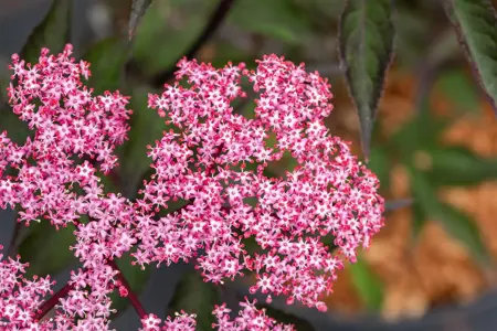 Sambucus nigra 'Thundercloud' - 3 Ltr pot - image 4