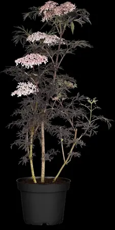 Sambucus nigra 'Thundercloud' - 3 Ltr pot - image 1