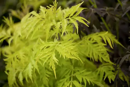 Sambucus rac. 'Plumosa Aurea' - 80-100 CM C7.5
