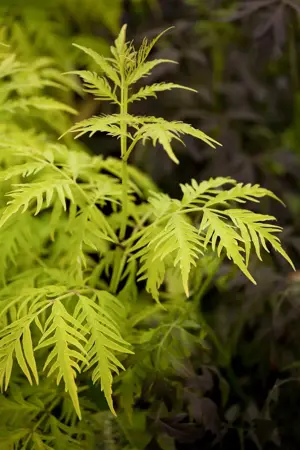 Sambucus rac. 'Sutherland Gold' - 50-60 CM C20 - image 1