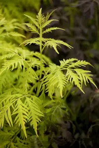 Sambucus rac. 'Sutherland Gold' - 50-60 CM C20 - image 1