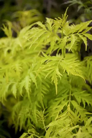Sambucus rac. 'Sutherland Gold' - 50-60 CM C20 - image 3