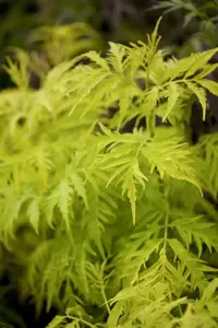 Sambucus rac. 'Sutherland Gold' - 50-60 CM C20 - image 3