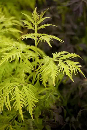 Sambucus rac. 'Sutherland Gold' - 60-80 CM C7.5 - image 1