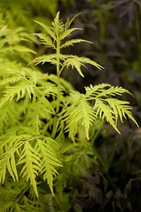 Sambucus rac. 'Sutherland Gold' - 60-80 CM C7.5 - image 3
