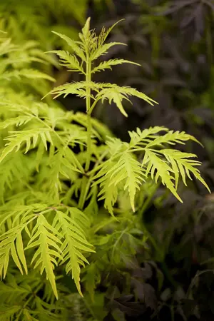 Sambucus rac. 'Sutherland Gold' - 40-60 CM C10 - image 1