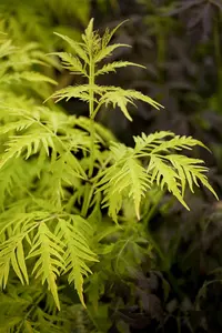 Sambucus rac. 'Sutherland Gold' - 40-60 CM C10 - image 1