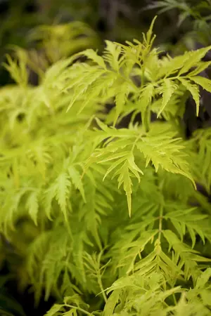 Sambucus rac. 'Sutherland Gold' - 40-60 CM C10 - image 3