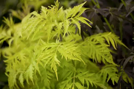 Sambucus rac. 'Sutherland Gold' - 40-60 CM C10 - image 2