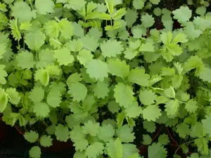 Sanguisorba minor