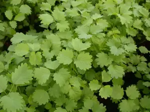 Sanguisorba minor - 2 Ltr pot - image 2