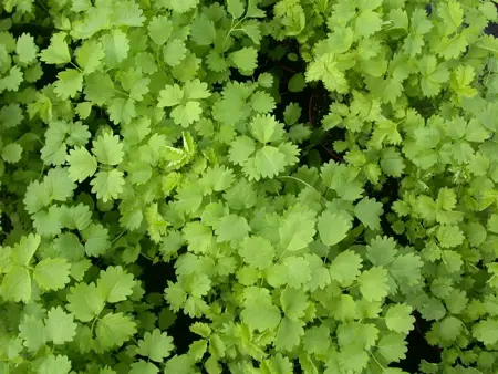 Sanguisorba minor - 2 Ltr pot - image 3
