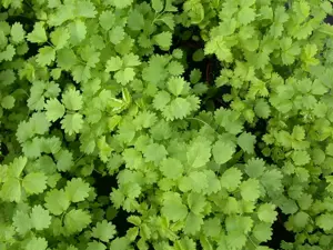 Sanguisorba minor - 2 Ltr pot - image 3