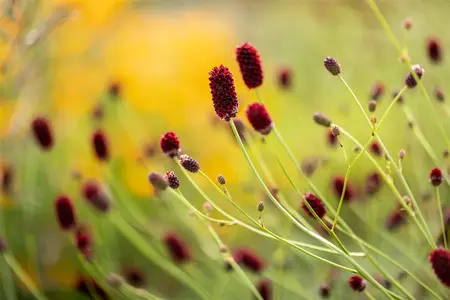 Sanguisorba off. 'Arnhem' - P11 - image 2