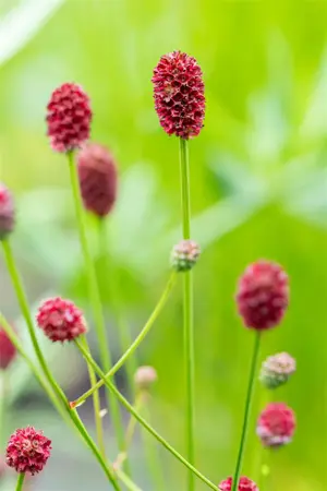 Sanguisorba off. 'Pink Tanna' - P9 - image 2