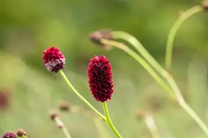 Sanguisorba off. 'Pink Tanna'