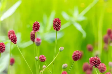 Sanguisorba off. 'Pink Tanna' - P9 - image 3