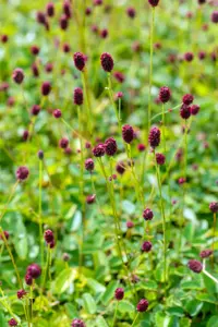 Sanguisorba offic. 'Jam Session' - 2 Ltr pot - image 4