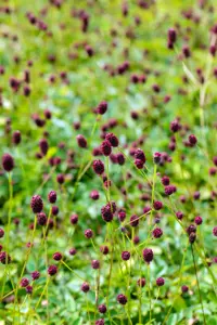Sanguisorba offic. 'Jam Session' - 2 Ltr pot - image 5