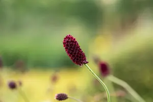 Sanguisorba offic. 'Martin's Mulberry' - P11 - image 3