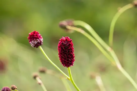 Sanguisorba offic. 'Martin's Mulberry' - P11 - image 5