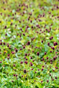 Sanguisorba offic. 'Morning Select' - 2 Ltr pot - image 3