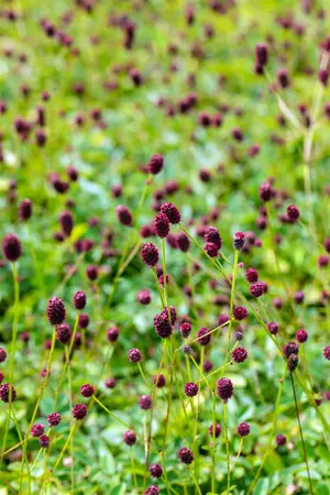 Sanguisorba offic. 'Morning Select' - 2 Ltr pot - image 5