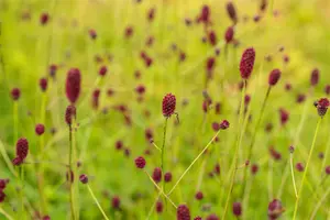 Sanguisorba offic. 'Morning Select' - 2 Ltr pot - image 1