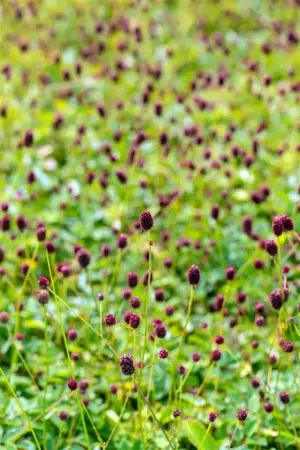 Sanguisorba offic. 'Tanna' - 2 Ltr pot - image 3