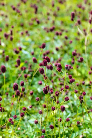 Sanguisorba offic. 'Tanna' - 3 Ltr pot - image 5