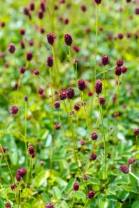 Sanguisorba offic. 'Tanna' - 1.5 Ltr pot - image 4
