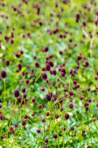 Sanguisorba offic. 'Tanna' - 1.5 Ltr pot - image 5