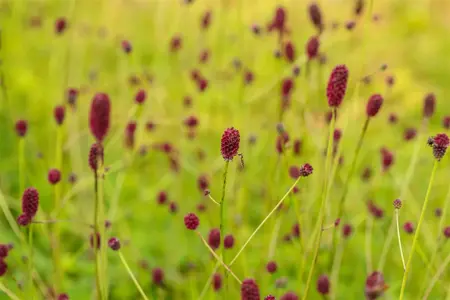 Sanguisorba offic. 'Tanna' - 2 Ltr pot - image 1