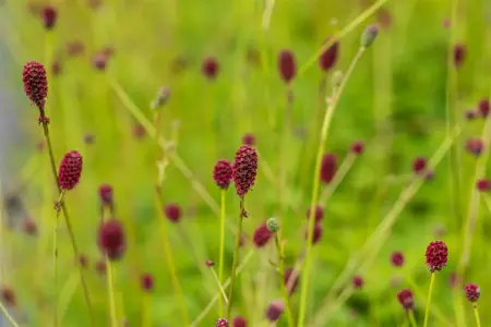 Sanguisorba offic. 'Tanna' - 3 Ltr pot - image 2