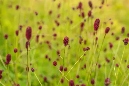 Sanguisorba offic. 'Tanna' - 1.5 Ltr pot - image 1
